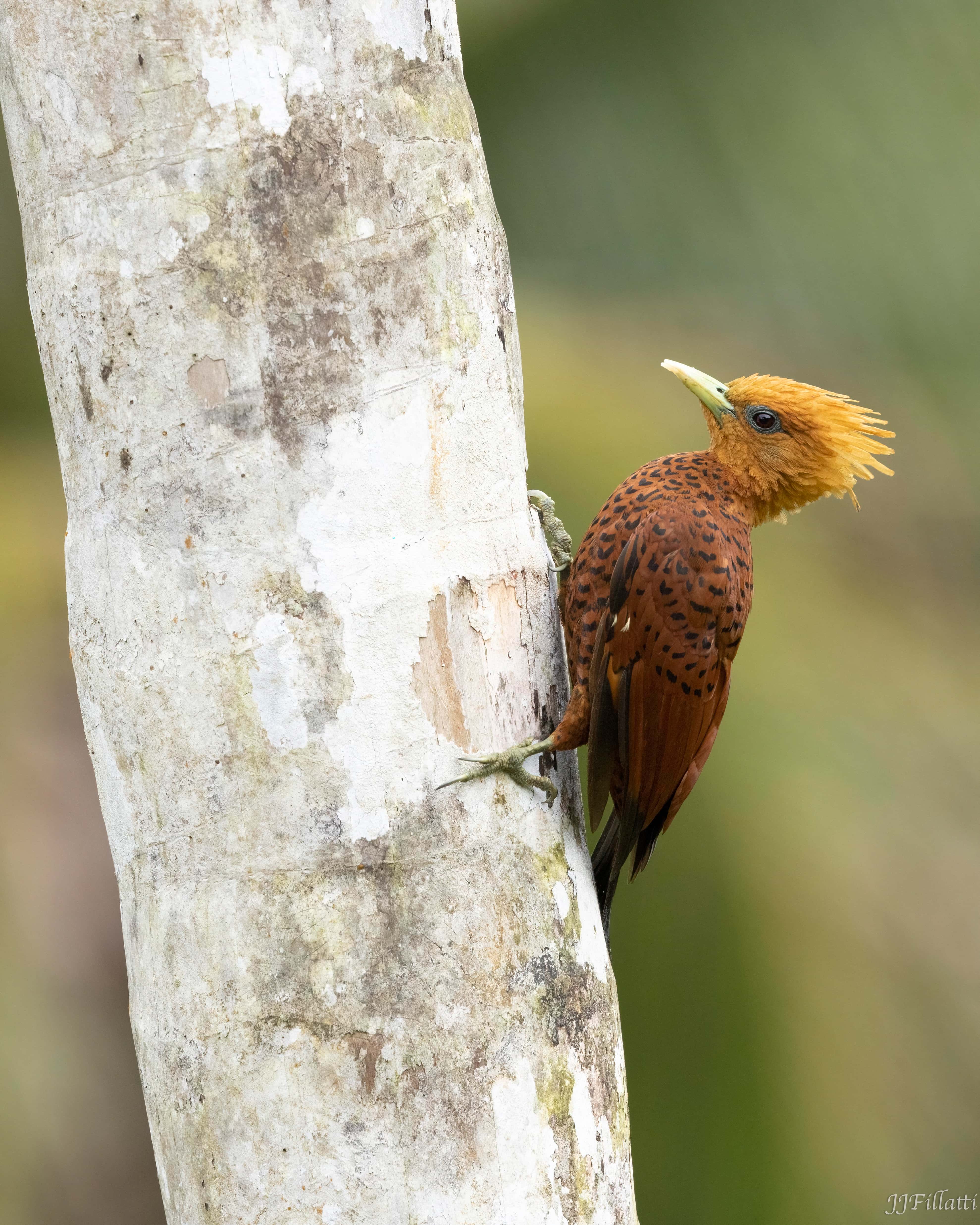 bird of Costa Rica image 6